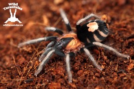 10x Cyriocosmus elegans 0.5cm