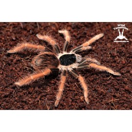 Megaphobema robustum 4.5cm