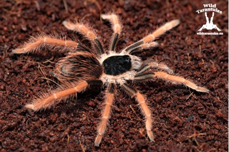 Megaphobema robustum 3cm