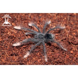 Theraphosa apophysis 6.5cm Female