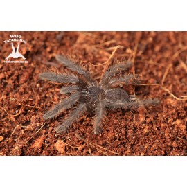 Phormingochilus sp. Sabah Blue 2.5cm