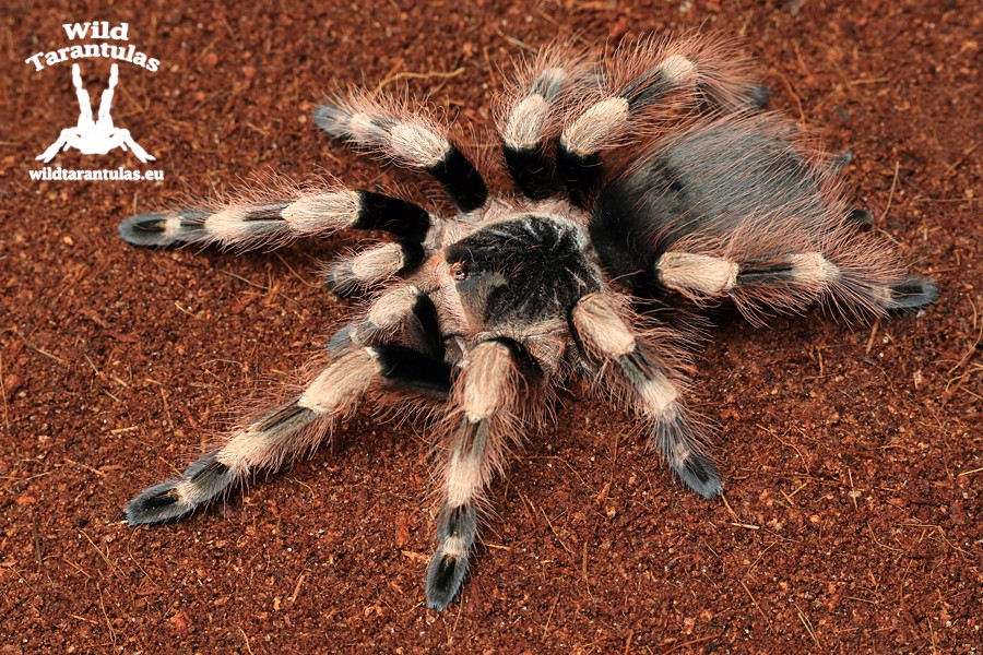 Nhandu coloratovillosus 3.5cm - wildtarantulas.eu