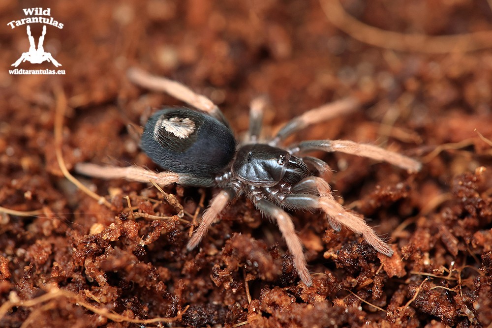 Kochiana brunnipes 3cm Female - wildtarantulas.eu