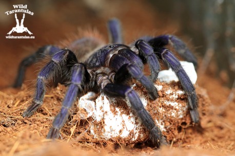 10x Lasiocyano (ex. Pterinopelma) sazimai 1.5cm