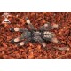 10x Psalmopoeus cambridgei 2cm