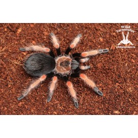 Brachypelma boehmei 4.5cm Female