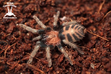 Davus pentaloris 6cm Female