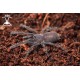 Chilobrachys sp. Vietnam Blue 2cm