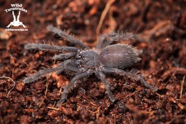 20x Chilobrachys sp. Vietnam Blue 2cm