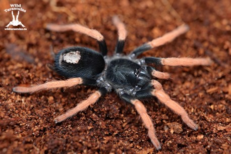 Kochiana brunnipes 3cm Pair