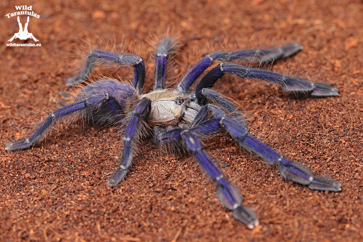 Omothymus violaceopes 2cm - wildtarantulas.eu