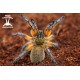 Harpactira pulchripes 1.5cm