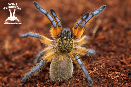 Harpactira pulchripes 1.5cm