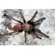 Chilobrachys fimbriatus 4.5cm