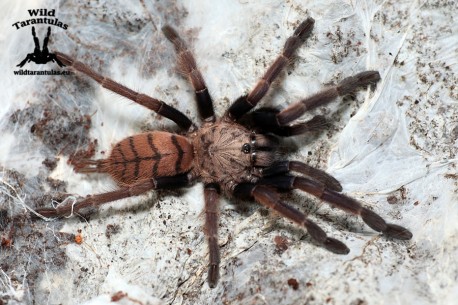 Chilobrachys fimbriatus 4.5cm