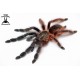 10x Psalmopoeus victori 2cm