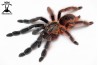 10x Psalmopoeus victori 2cm