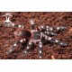 Acanthoscurria geniculata 5cm Female