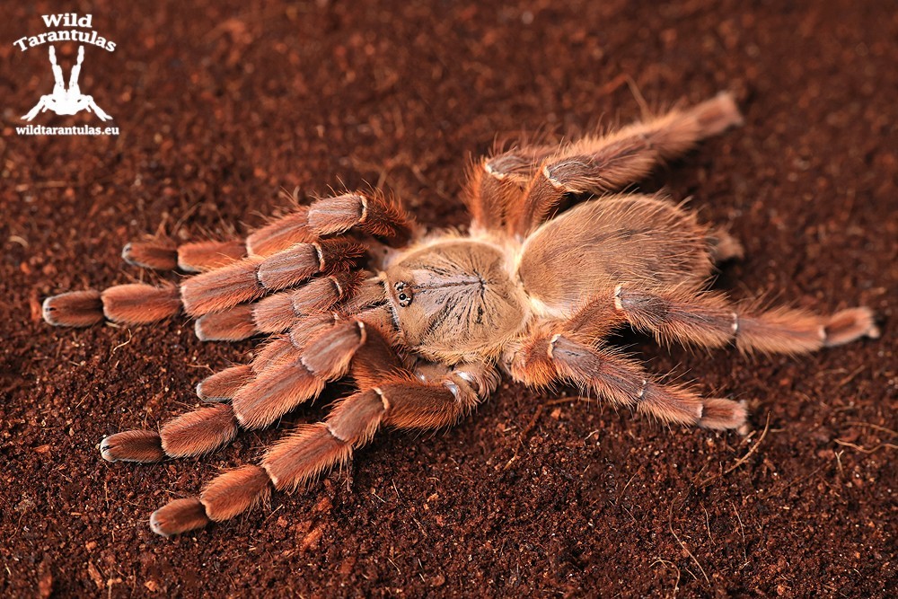 50x Phormingochilus sp. Rufus 2cm - wildtarantulas.eu