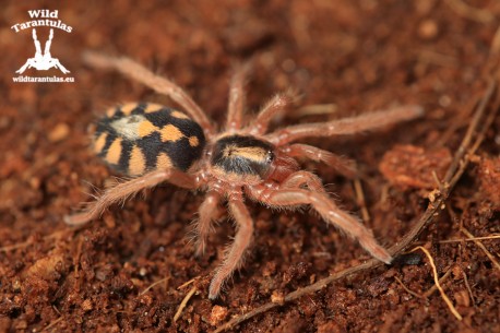 10x Hapalopus formosus (ex. Colombia Big) 1cm