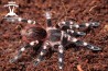 Acanthoscurria geniculata 6cm Female