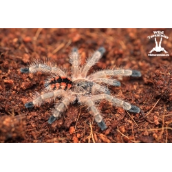 Avicularia minatrix (Venezuelan Redstripe Pink Toe) sling