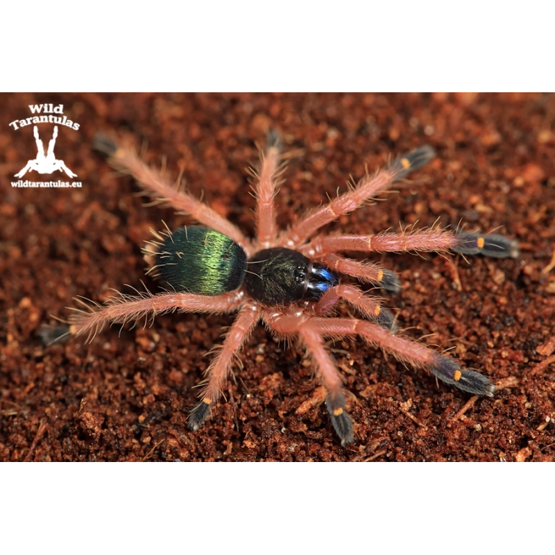 Ephebopus cyanognathus (Blue Fang Tarantula) sling