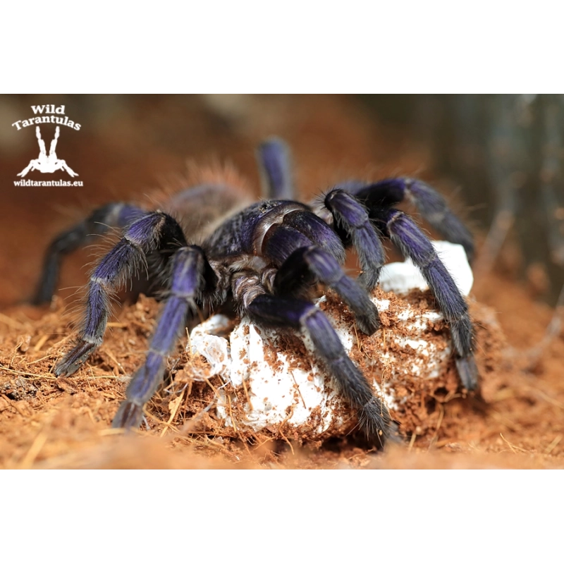 Lasiocyano sazimai (Iridescent Blue Tarantula) sling