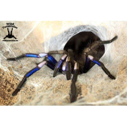 Chilobrachys natanicharum (Electric Blue Tarantula) pair