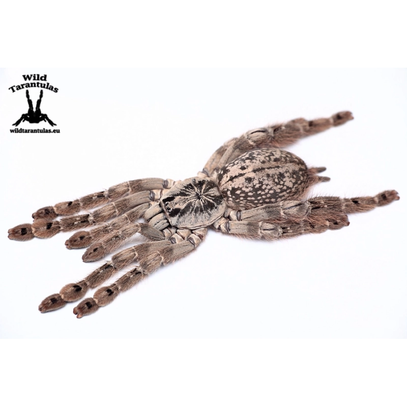 Heteroscodra maculata (Togo Starburst Baboon Tarantula) sling