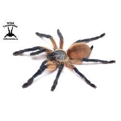 10x Monocentropus balfouri (Socotra Island Blue Baboon Tarantula) sling