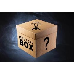 Mystery Box - Mix species (Small size)