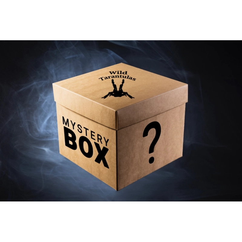 Mystery Box - Mix species (Small size) Mystery Box - Mix species (Small size)