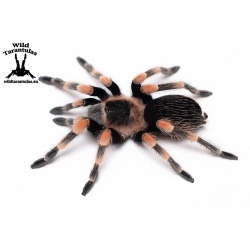 Brachypelma hamorii (Mexican Red Knee Tarantula) pair