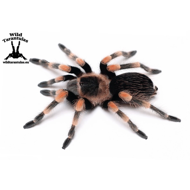 Brachypelma hamorii (Mexican Red Knee Tarantula) pair