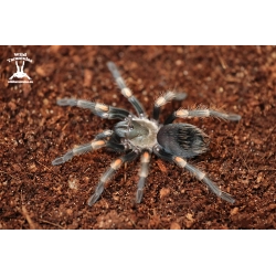 Brachypelma auratum (Mexican Red Flame Tarantula) 4cm
