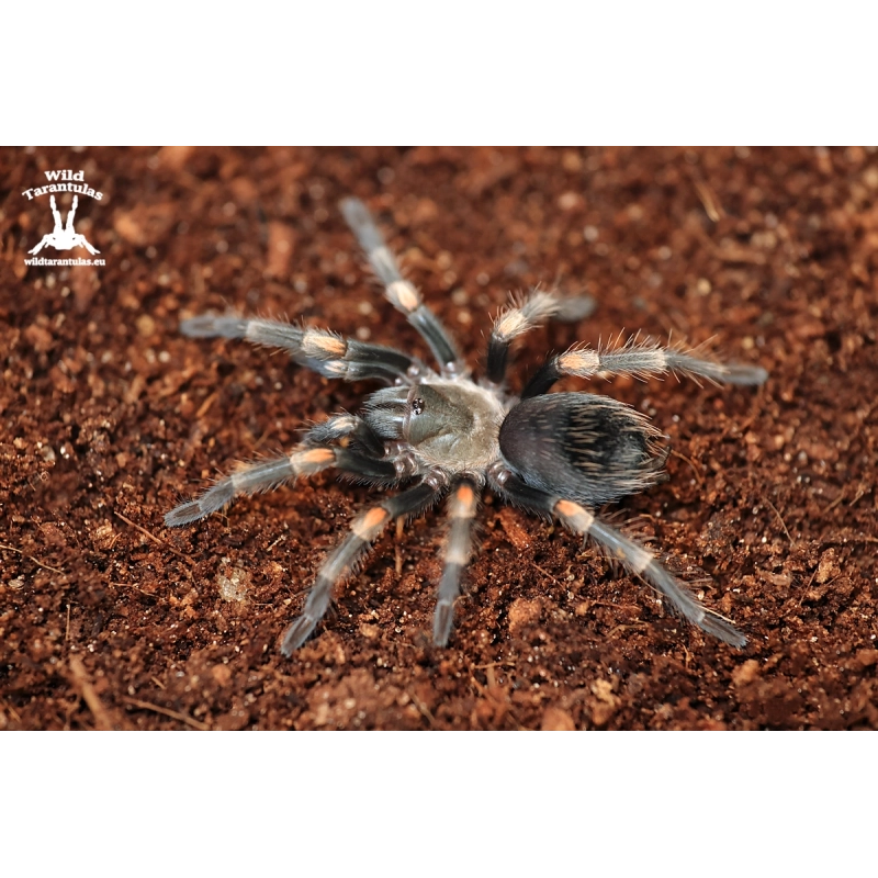 Brachypelma auratum (Mexican Red Flame Tarantula) 4cm