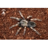 Brachypelma auratum (Mexican Red Flame Tarantula) 4cm