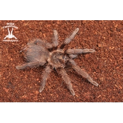 Phormictopus auratus (Bronze Tarantula) sling