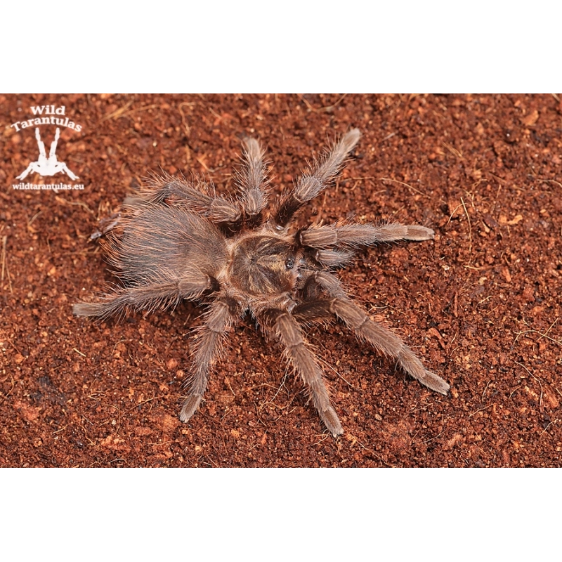 Phormictopus auratus (Bronze Tarantula) sling