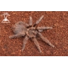 Phormictopus auratus (Bronze Tarantula) sling
