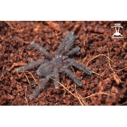 Borneo Black (Phormingochilus arboricola) sling