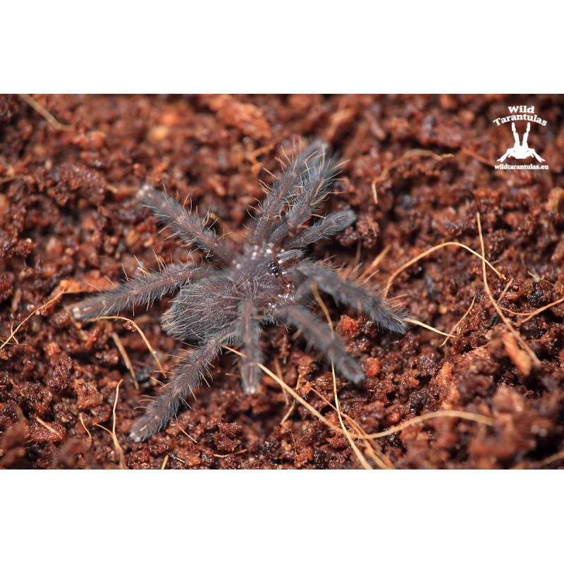 Borneo Black (Phormingochilus arboricola) sling