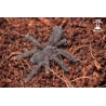Borneo Black (Phormingochilus arboricola) sling