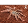50x Amazonius germani (Orange Tree Spider) sling