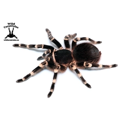 50x Acanthoscurria geniculata (Giant White Knee Tarantula) sling