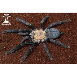 50x Cyriopagopus sp. Hati Hati Tarantula slings