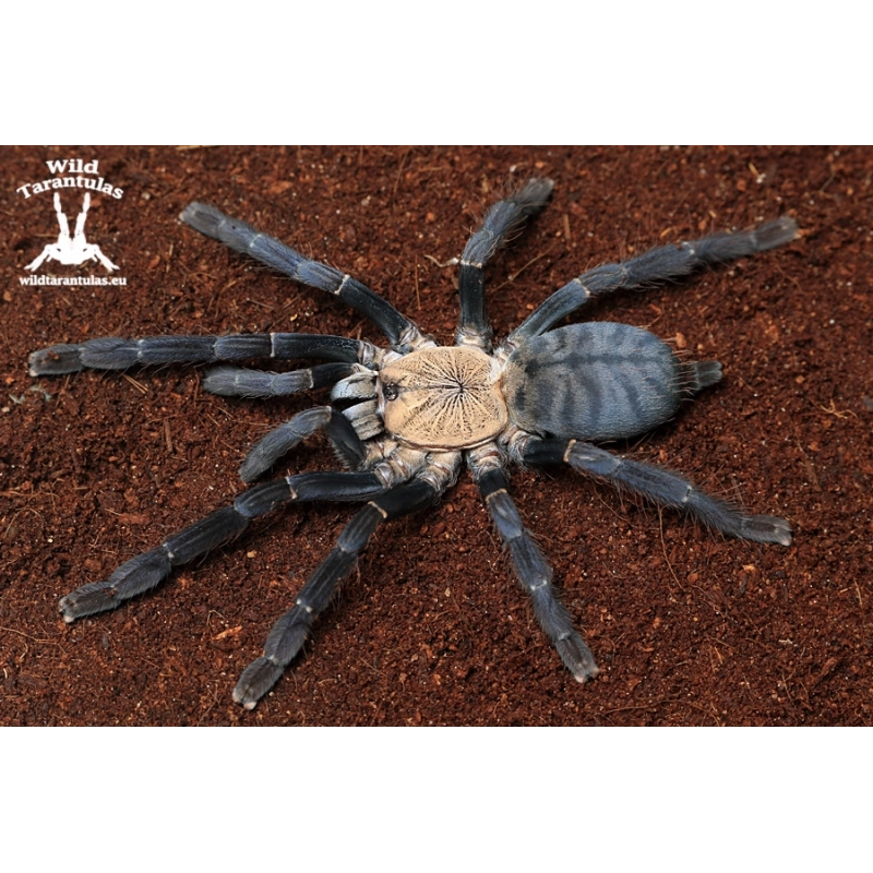 50x Cyriopagopus sp. Hati Hati Tarantula slings
