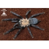 50x Cyriopagopus sp. Hati Hati Tarantula slings