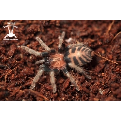 10x Davus pentaloris (Guatemalan Tiger Rump Tarantula) sling